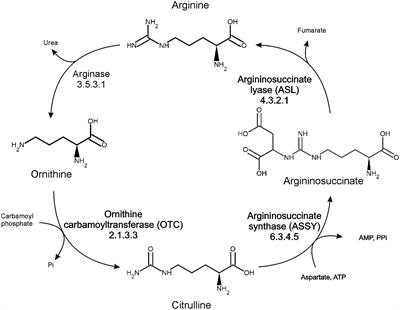 Structural analysis and molecular substrate recognition properties of Arabidopsis thaliana ornithine transcarbamylase, the molecular target of phaseolotoxin produced by Pseudomonas syringae